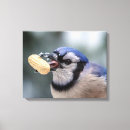 Search for blue jay bird canvas prints Wildlife