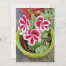 Search for annuals cards Floral