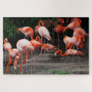 Search for flamingo puzzles Nature