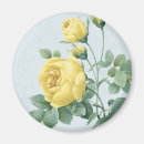 Search for yellow rose magnets Roses