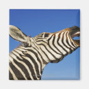 Search for sanctuary magnets Wildlife