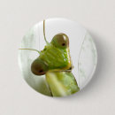 Search for mantids badges Mantis