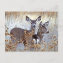 Search for mule deer postcards Wildlife