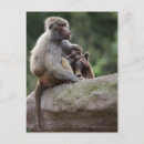 Search for baboon vertical postcards Monkey