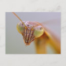 Search for mantids postcards Animal