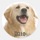 Search for golden retriever puppy stickers Doggy
