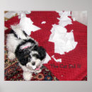 Search for havanese posters Cute