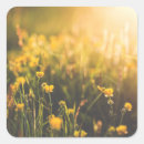 Search for buttercup flower stickers Nature