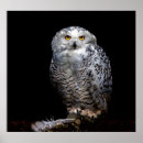 Search for snowy owls posters Animals