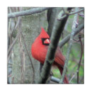 Search for males tiles Cardinal