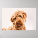 Search for goldendoodle art Pet