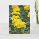 Search for marigold flower cards Summer