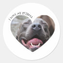 Search for my pitbull stickers Dog