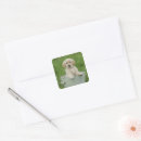 Search for dog bathing stickers Animal