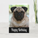 Search for black pug cards Puppies