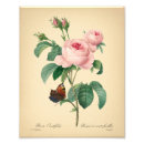 Search for redoute posters Pink