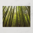 Search for grove postcards Arashiyama