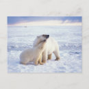 Search for polar bear mom and cub postcards Sow