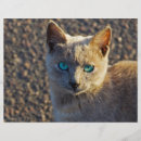 Search for kitties flyers Animal