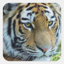 Search for siberian tiger stickers Cat