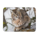 Search for conifer magnets Snow