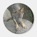 Search for grey wolf magnets Canis lupus