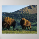 Search for waterton lakes national park posters Canada