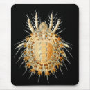 Search for mites Haeckel