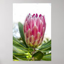 Search for protea posters Pink