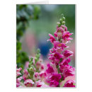 Search for foxgloves cards Bloom