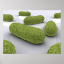 Search for microb posters Germ