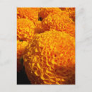Search for puff postcards Nature