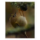 Search for tiny birds posters Small