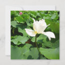 Search for lotus flowers cards Japan