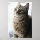 Search for tiger face posters Cat