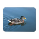 Search for duck magnets Blue
