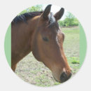 Search for animal friends stickers Horse