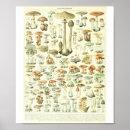 Search for adolphe millot posters Fungus