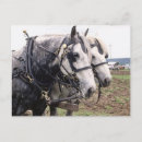 Search for percheron postcards Driving