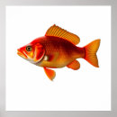 Search for goldfish posters Animal