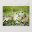 Search for lioness postcards Outdoors