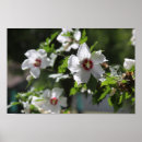 Search for sharon posters Flowers