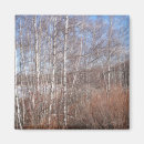 Search for birch magnets Forest