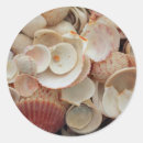 Search for shell collection stickers Beach
