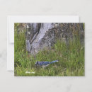 Search for jay bird postcards Wildlife