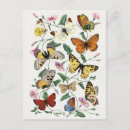 Search for antique butterfly illustration postcards Insect
