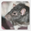 Search for pet rat stickers Cute