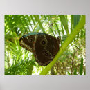Search for blue morpho butterfly posters Tropical