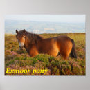 Search for ponies posters Horse