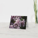 Search for smell cards Photography